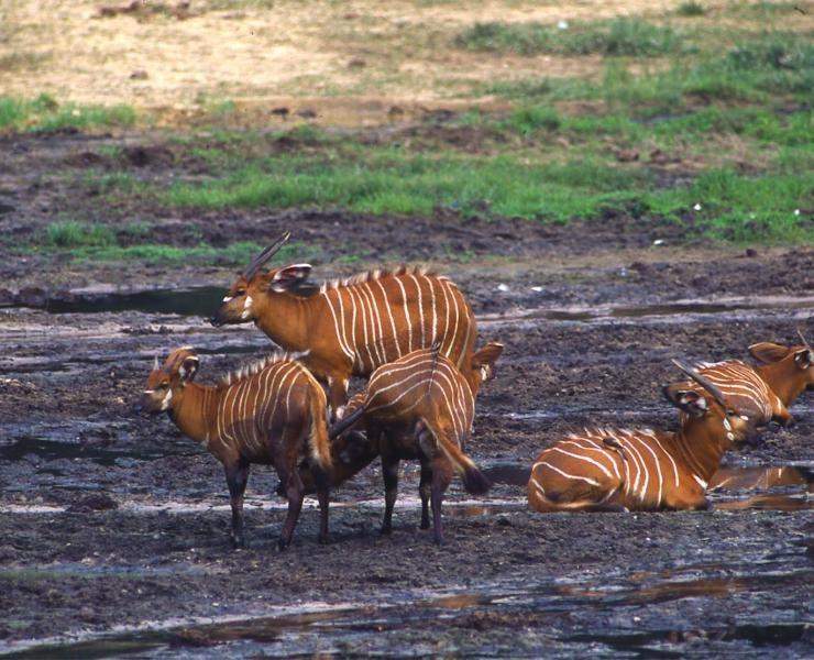 Manada de Bongos (Tragelaphus eurycerus) en la República Centroafricana