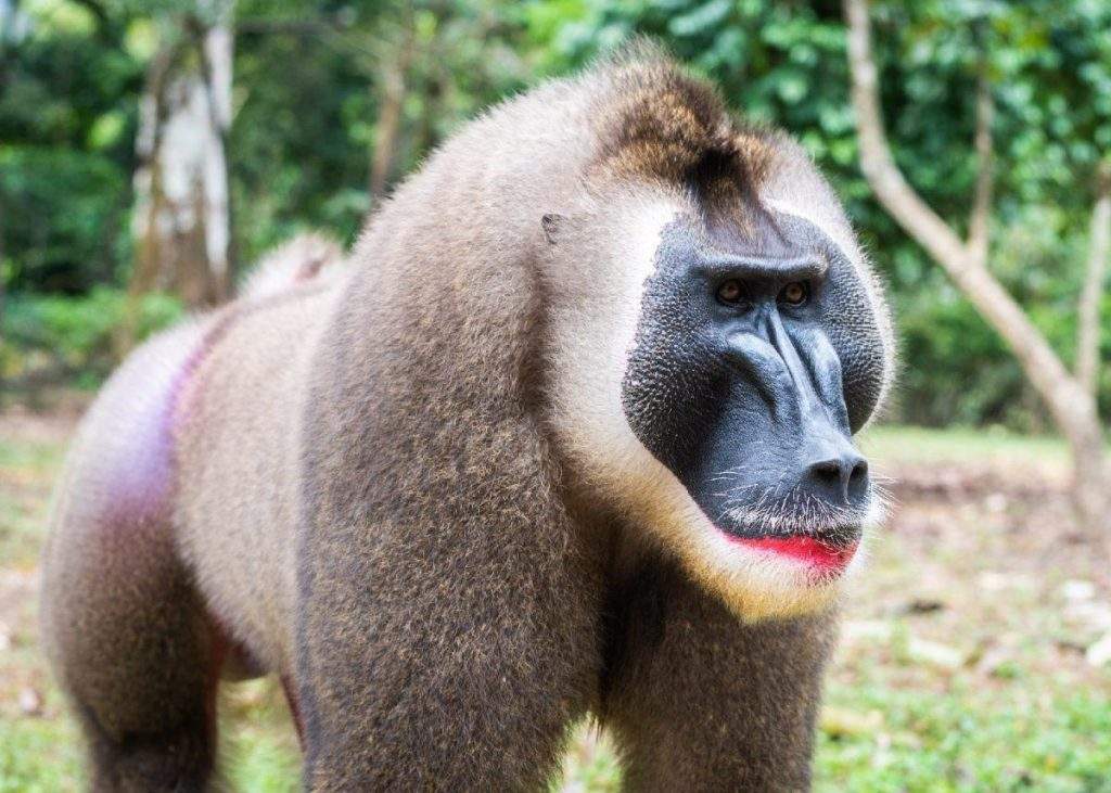 Mandril (Mandrillus leucophaeus) de Camerún