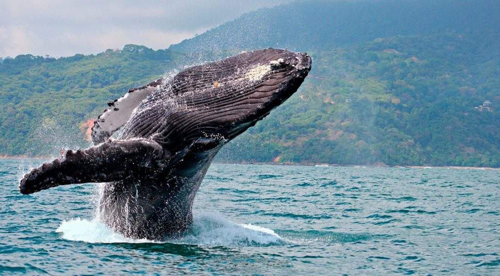 Parque Nacional Marino Ballena