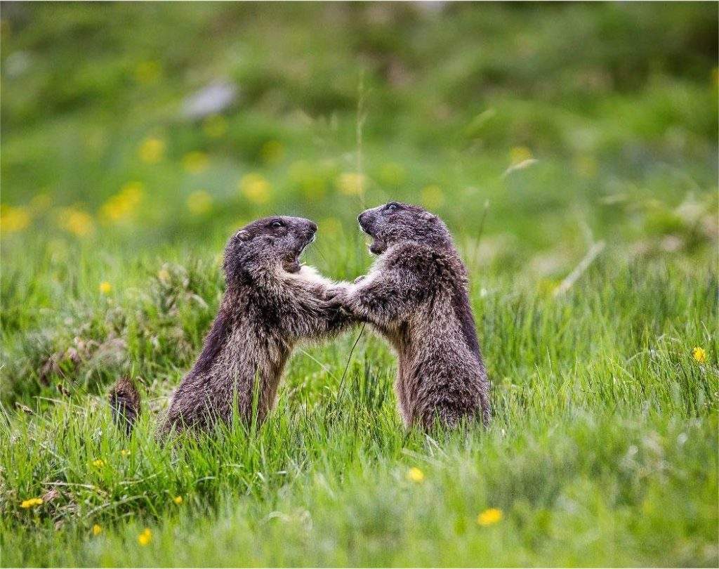 Marmotas en Hohe Tauern