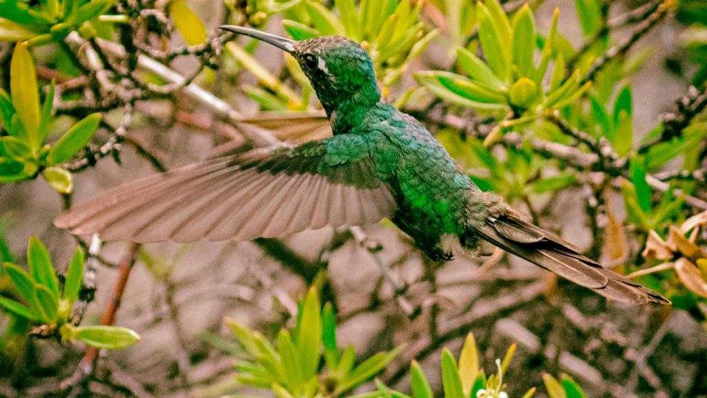 Parque Nacional Mensura-Pilotos