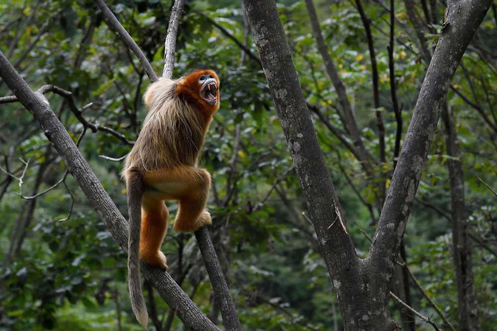 Mono Dorado de Nariz Chata (Rhinopithecus roxellana) en Sichuan, China