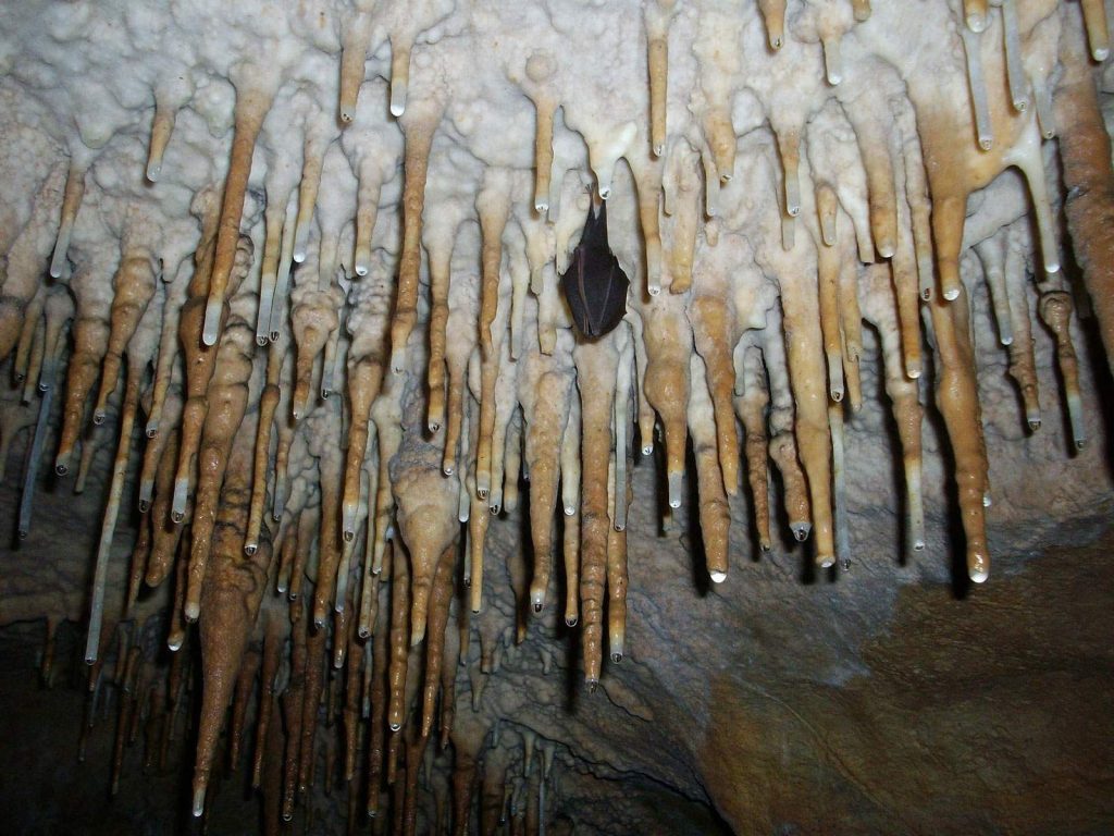 Murciélagos del Parque Nacional Ojców