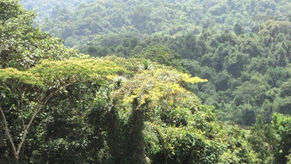 Parque Nacional Bakossi