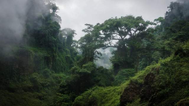 Parque Nacional Bakossi