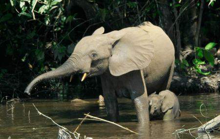 Parque Nacional de Douala-Edéa