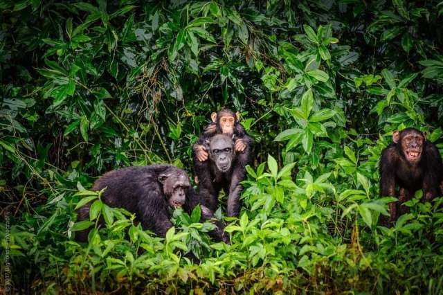 Parque Nacional de Douala-Edéa