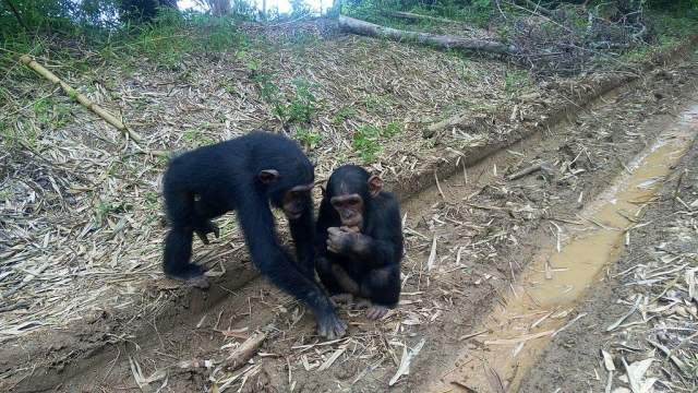 Parque Nacional de Douala-Edéa