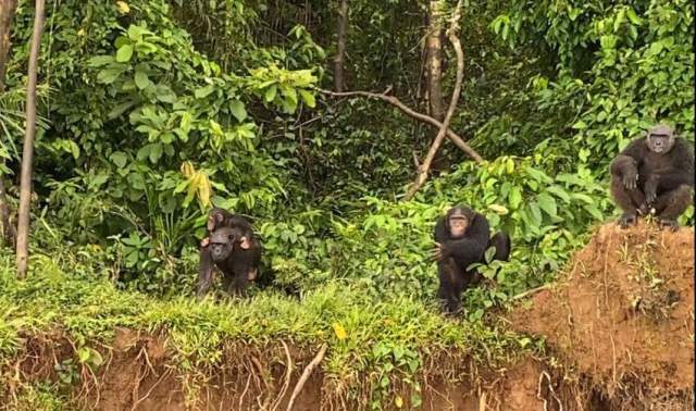 Parque Nacional de Douala-Edéa