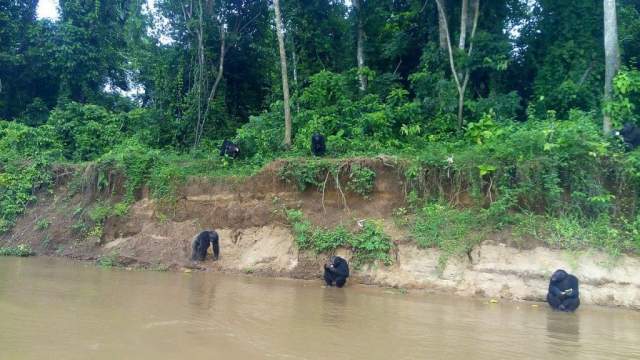 Parque Nacional de Douala-Edéa