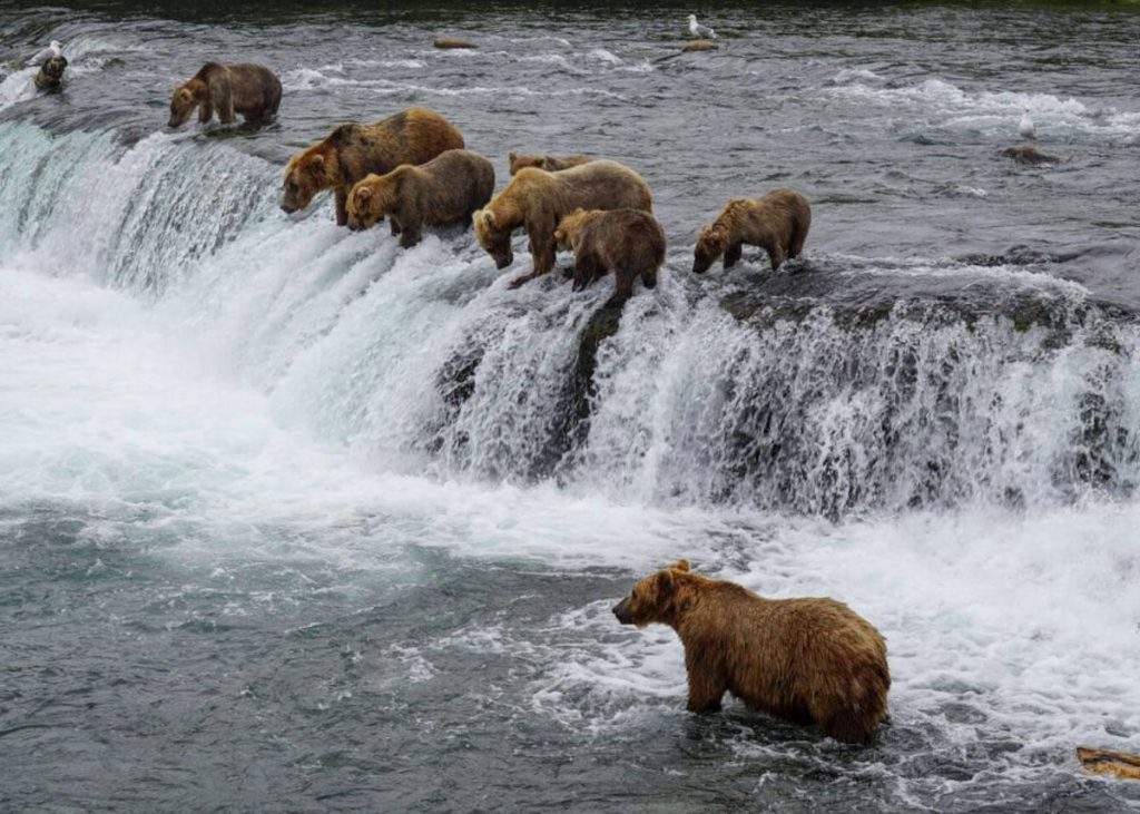 Parque Nacional Katmai