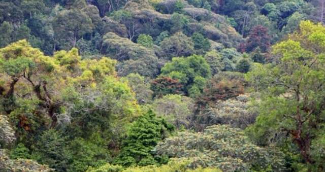 Parque Nacional Kibira