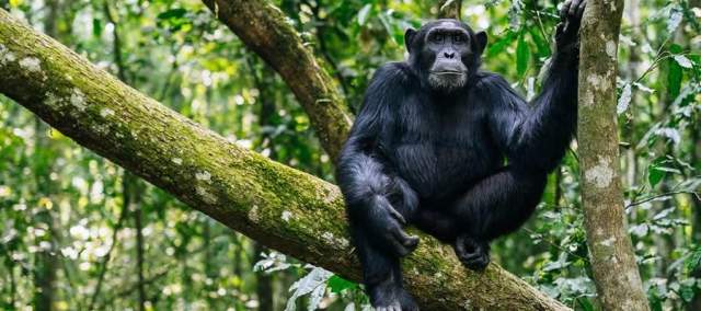 Parque Nacional Kibira