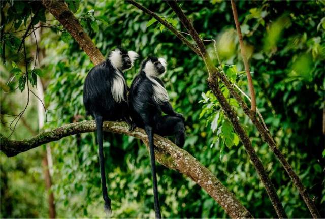 Parque Nacional Kibira