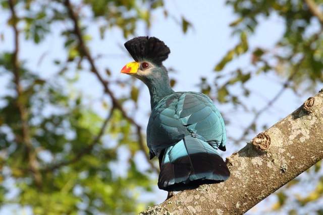 Parque Nacional Kibira