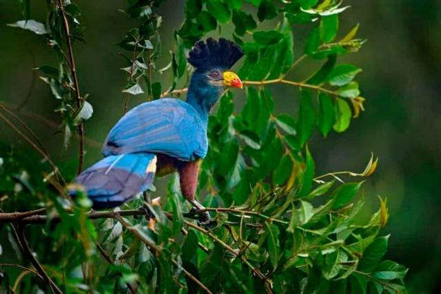 Parque Nacional Kibira