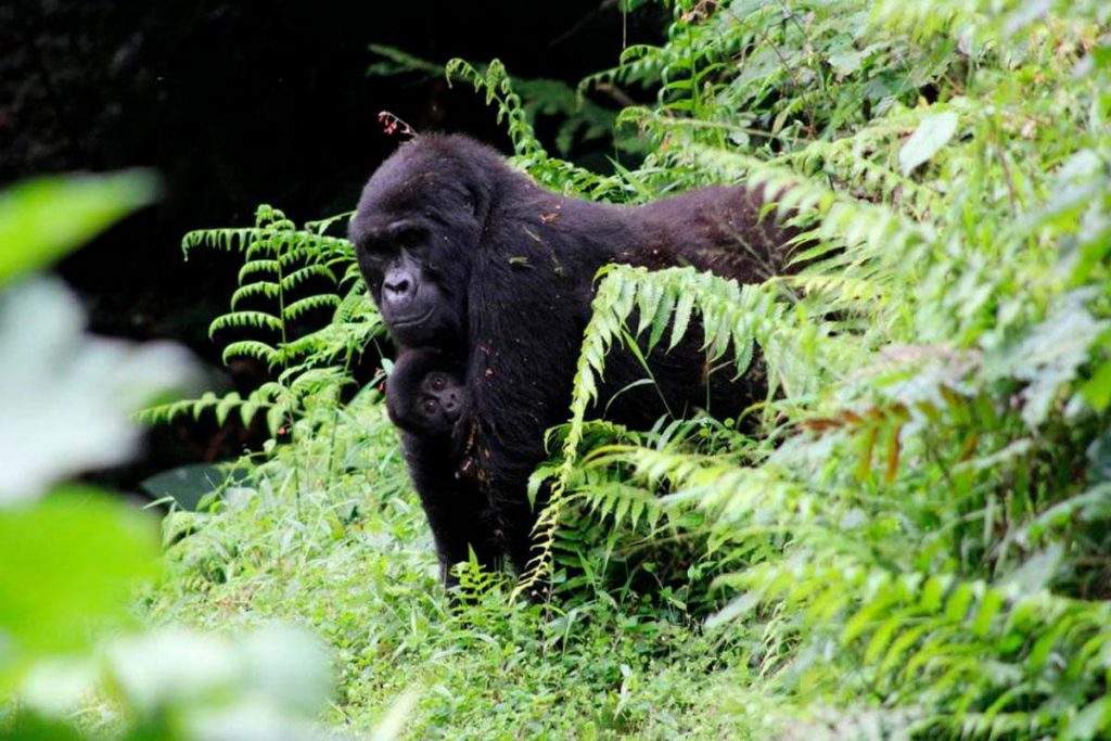 Parque Nacional de Takamanda