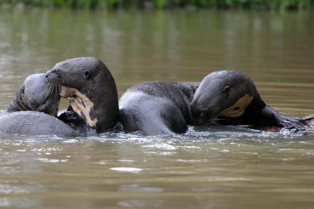 Nutrias gigantes en el Parque Amazónico de la Guayana Francesa