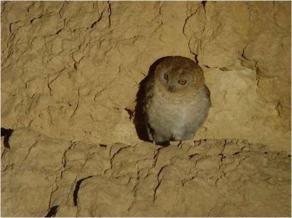 Omaní (Strix butleri)