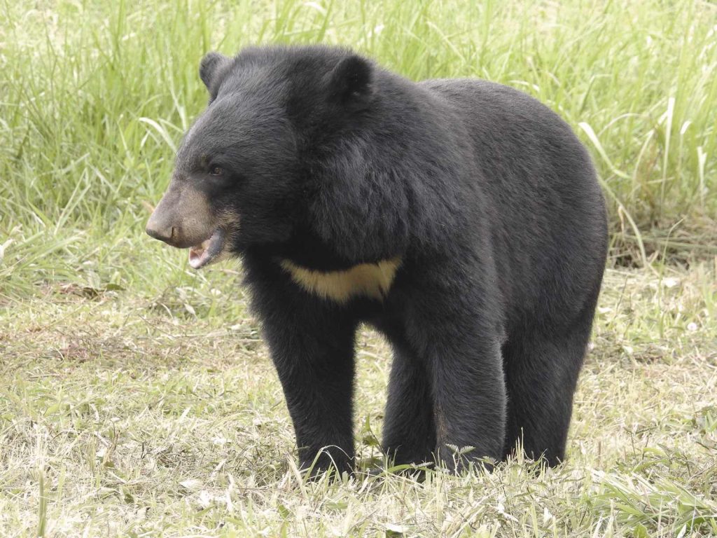 Oso negro asiático (Ursus thibetanus)