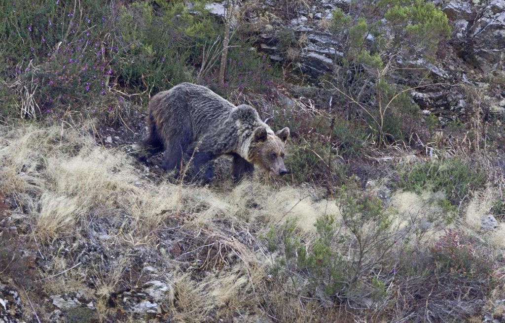 Oso pardo (Ursus arctos)