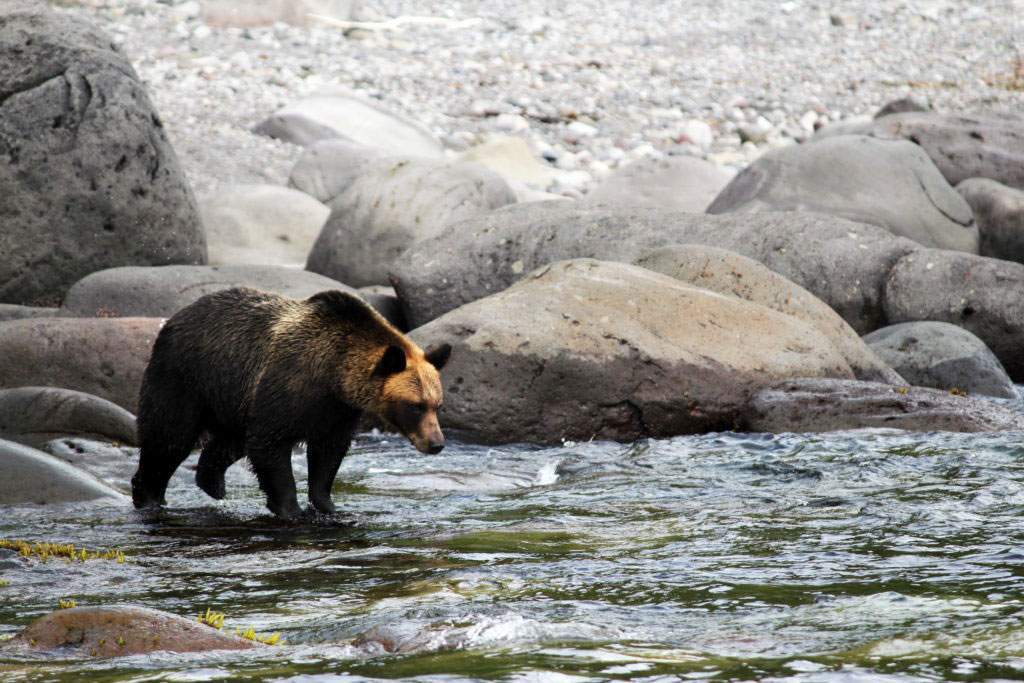 Oso pardo (Ursus arctos) del Parque nacional Shiretoko