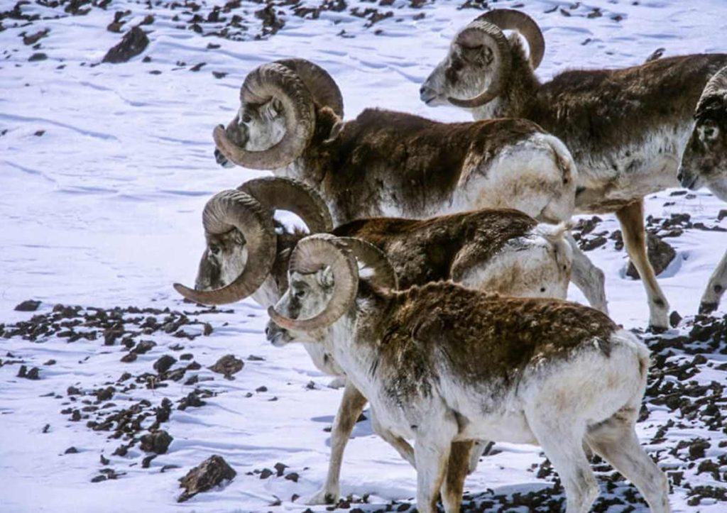 Oveja de Marco Polo (Ovis ammom polii) en la Reserva Natural Köýtendag,Turkmenistán