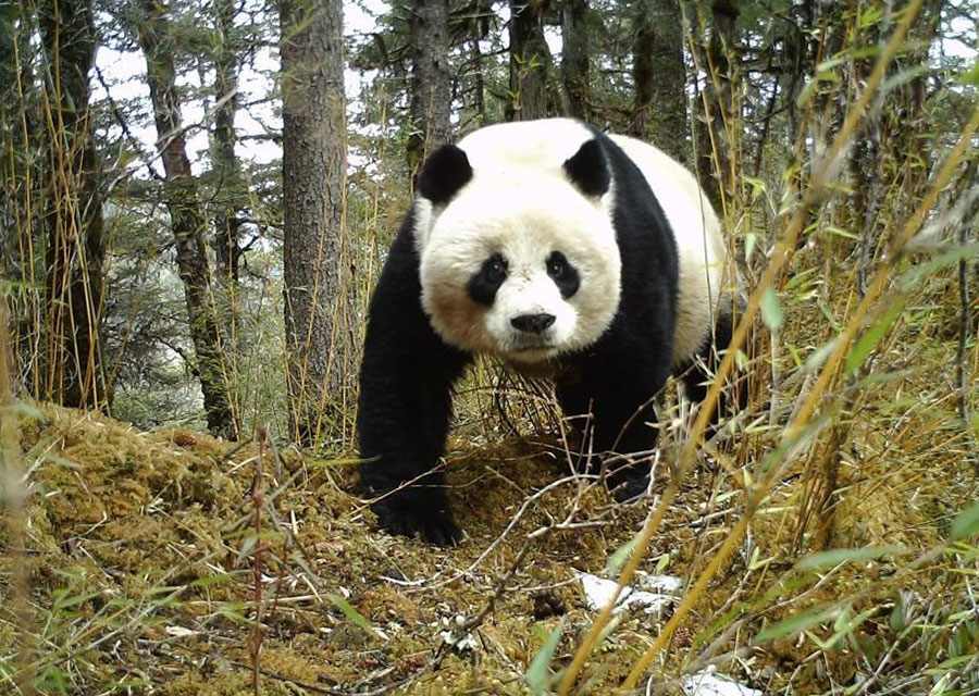 Panda Gigante (Ailuropoda melanoleuca) en Sichuan, China