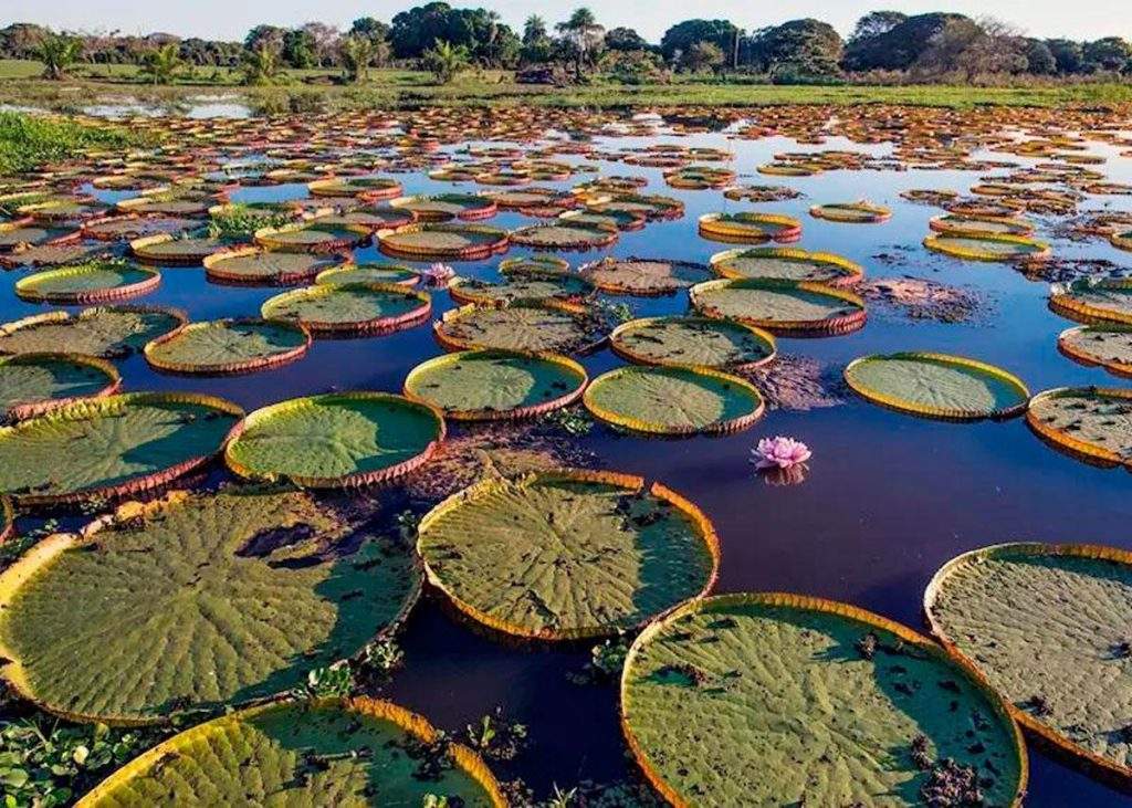 Parque Nacional del Pantanal Matogrossense