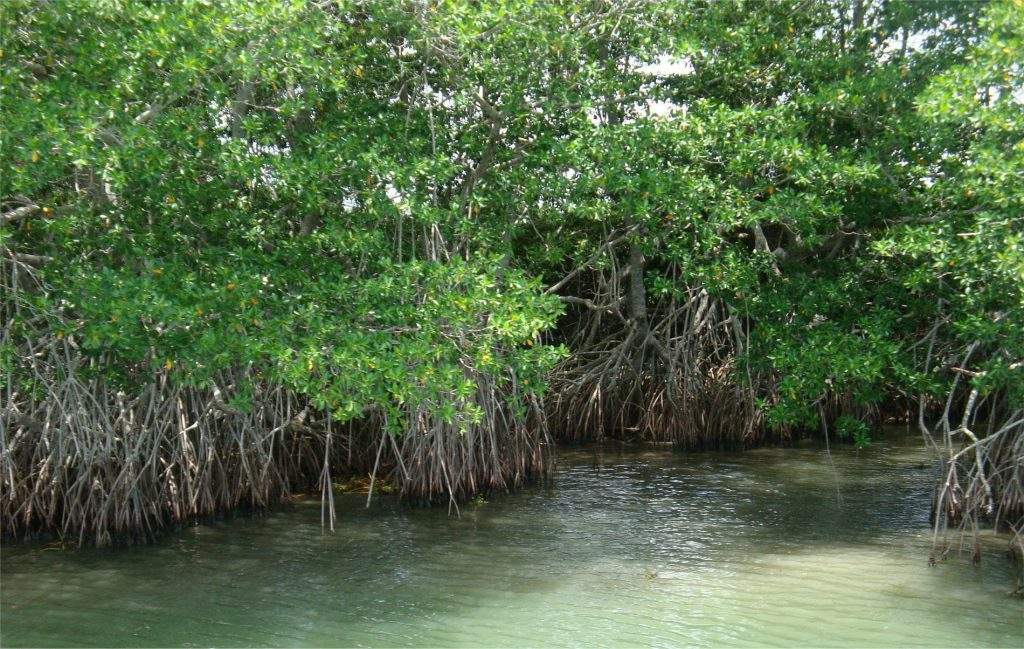 Reserva de la Biosfera Pantanos de Centla