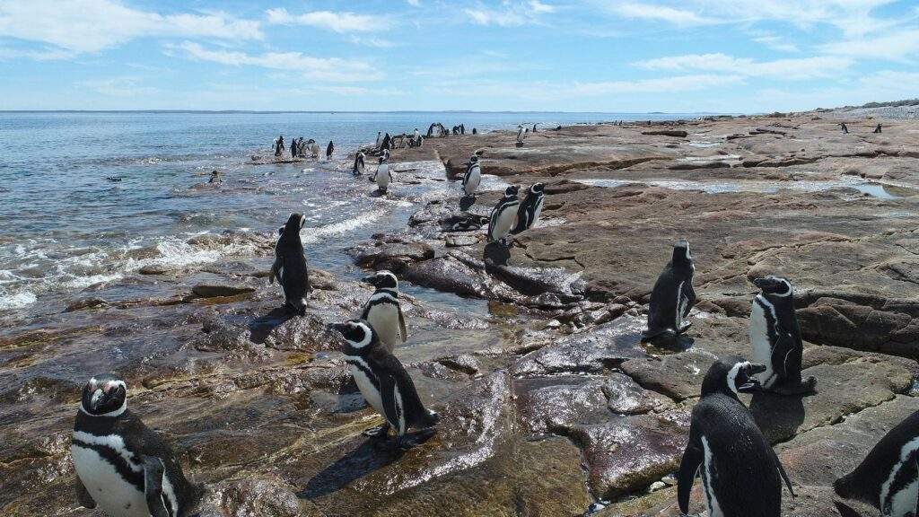 Parque Interjurisdiccional Marino Costero Patagonia Austral