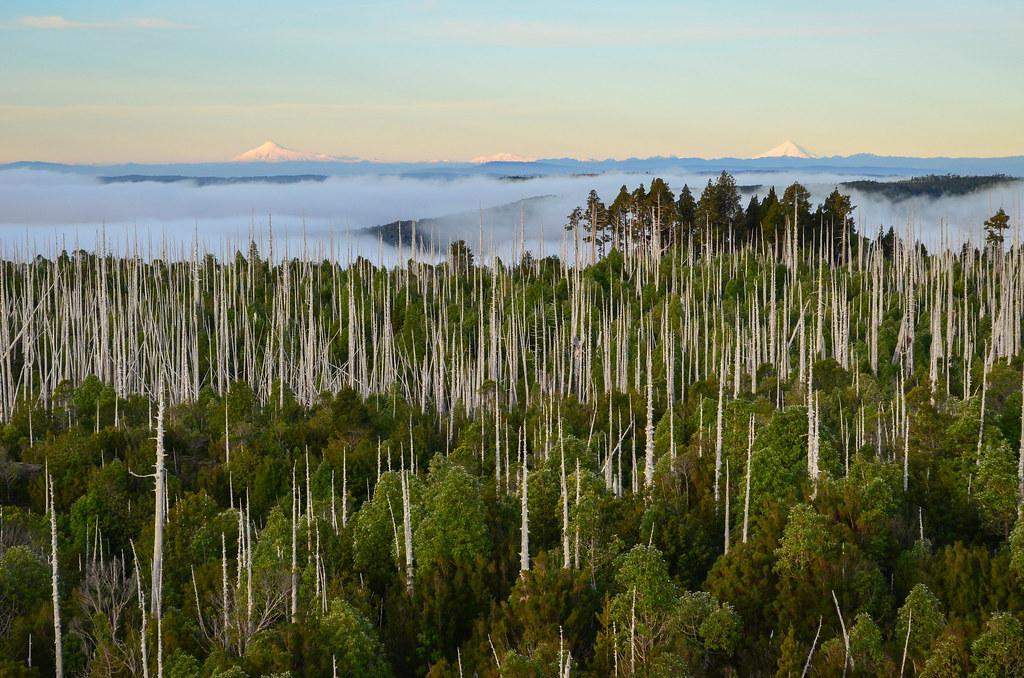 Parque Nacional Alerce Costero