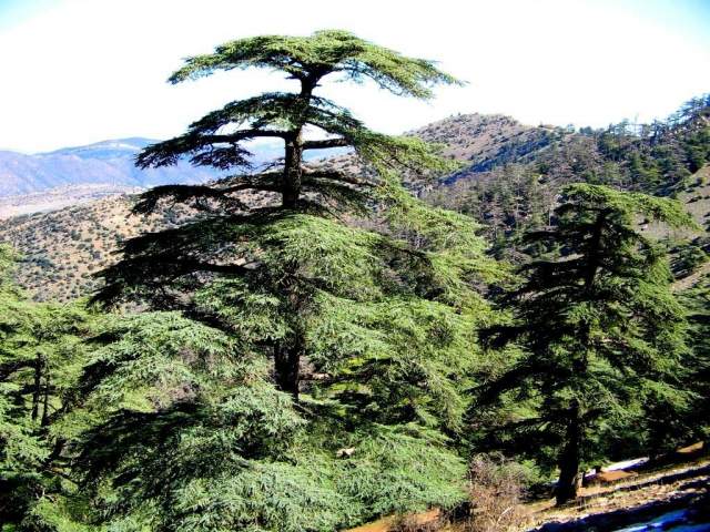 Flora del Parque Nacional de Belezma