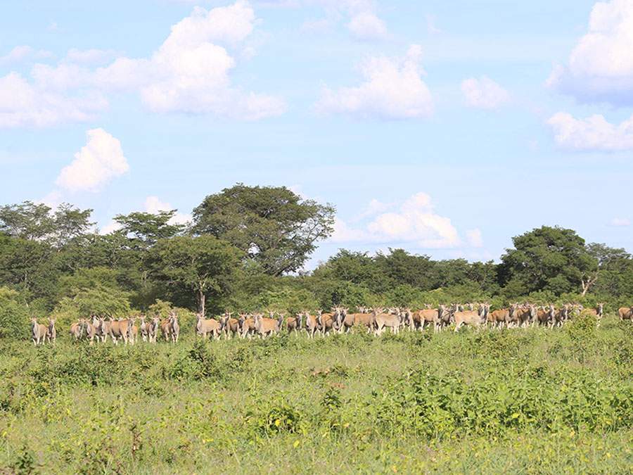 Fauna en el Parque Nacional Bicuar