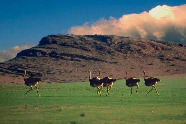 Parque Nacional Cameia: avestruces corriendo