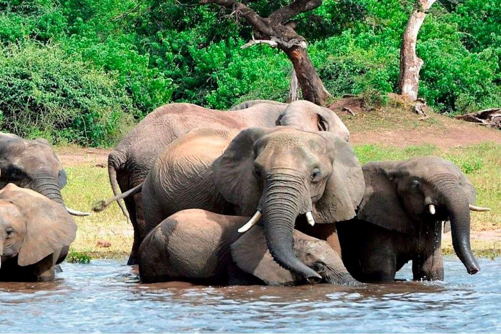 Parque Nacional Cameia, en Angola, África