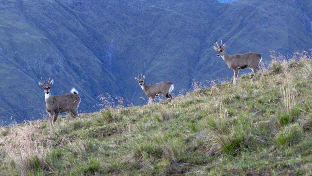 Parque Nacional Campo de los alisos