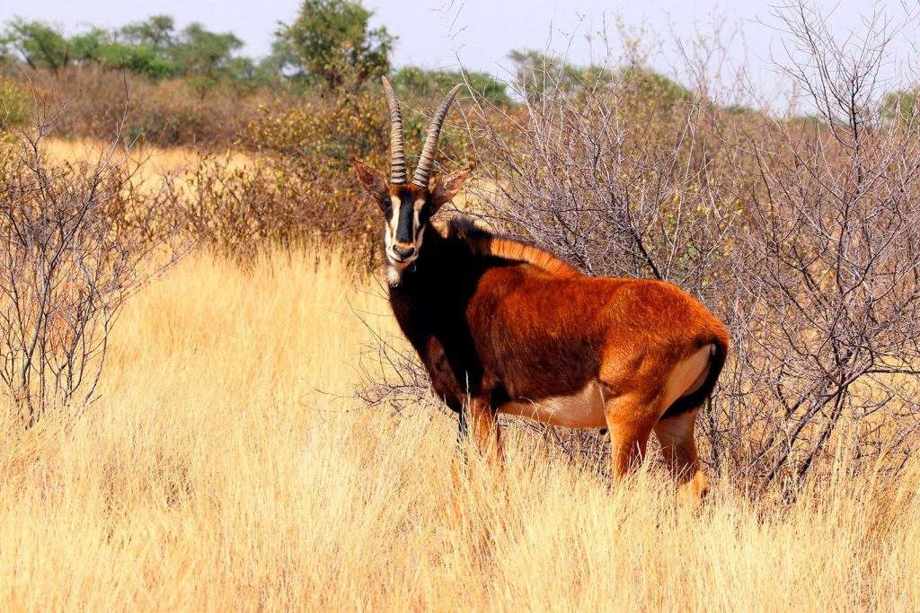 Parque Nacional Cangandala