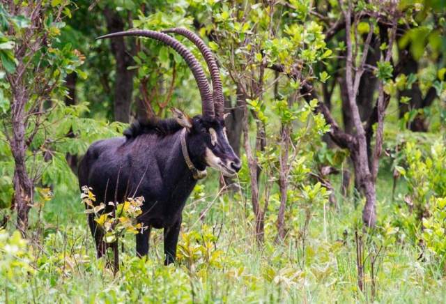 Animales del Parque Nacional Cangandala