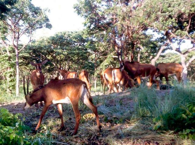 Fauna del Parque Nacional Cangandala