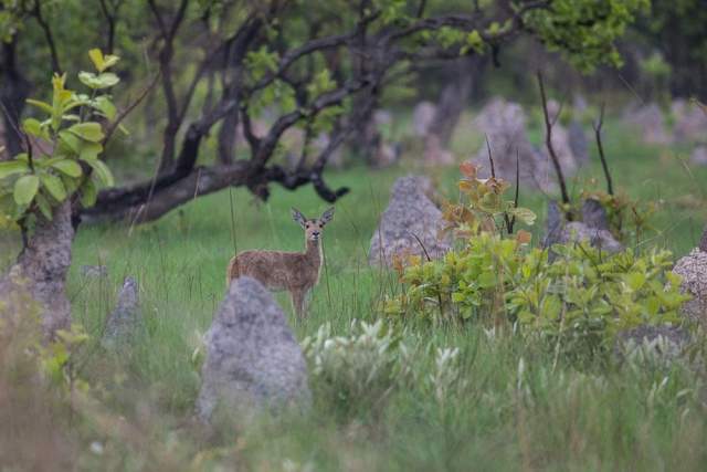 Animales salvajes del Parque Nacional Cangandala