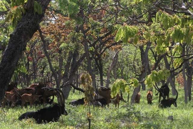 Fauna del Parque Nacional Cangandala