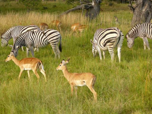 Fauna del Parque Nacional de Chobe