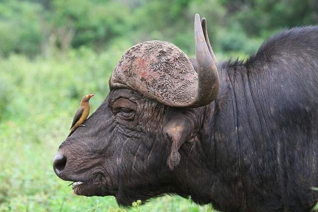 Búfalo en el Parque Nacional de Chobe