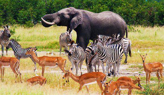 fauna del Parque Nacional de Chobe