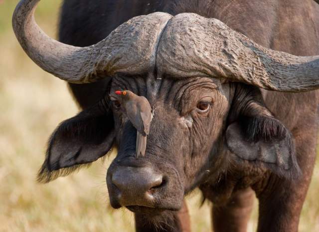 Primer plano de un búfalo en el Parque Nacional de Chobe