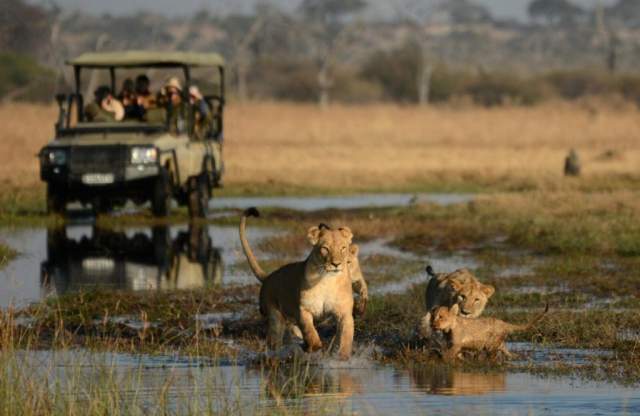 Camada de leones corriendo delante del 4x4 del Safari