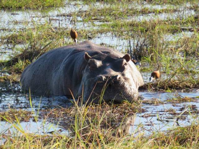 Baño de lodo de hipopótamo en el Parque Nacional de Chobe