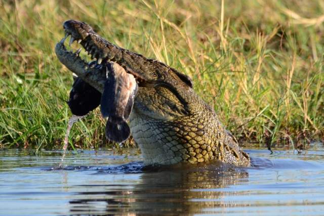 Parque Nacional Chobe en Botswana, África