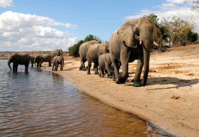 Elefantes en el safari de Parque Nacional de Chobe